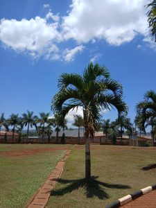 Young palm tree on a grassy field beside a brick walkway, with taller palm trees, buildings, and a blue sky in the background.
