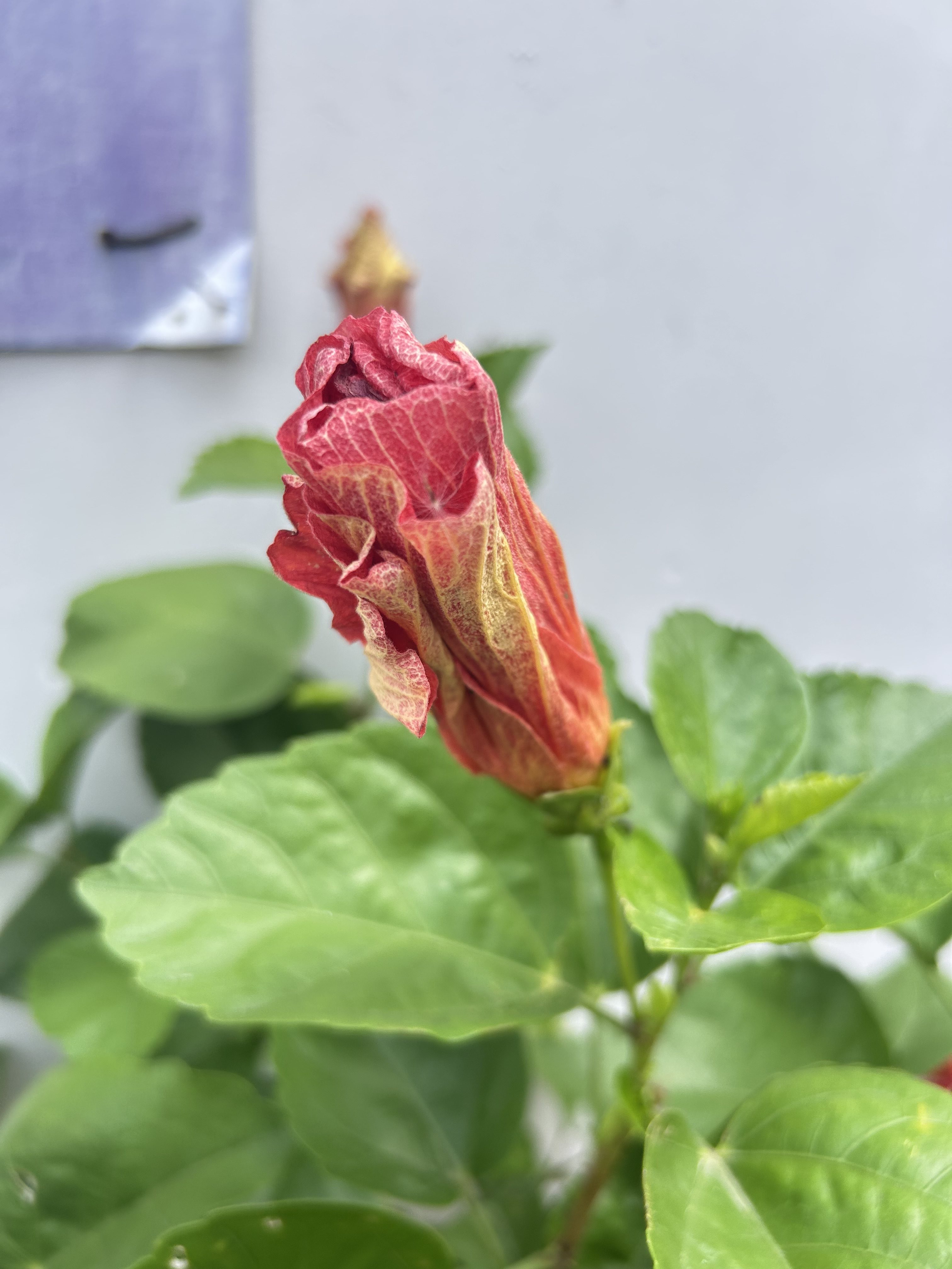 Close-up of a red and yellow flower bud surrounded by glossy green leaves.