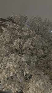 A large tree with every branch heavily covered in fresh snow at night, in front of a stone building with a balustrade, under a hazy grey sky.

