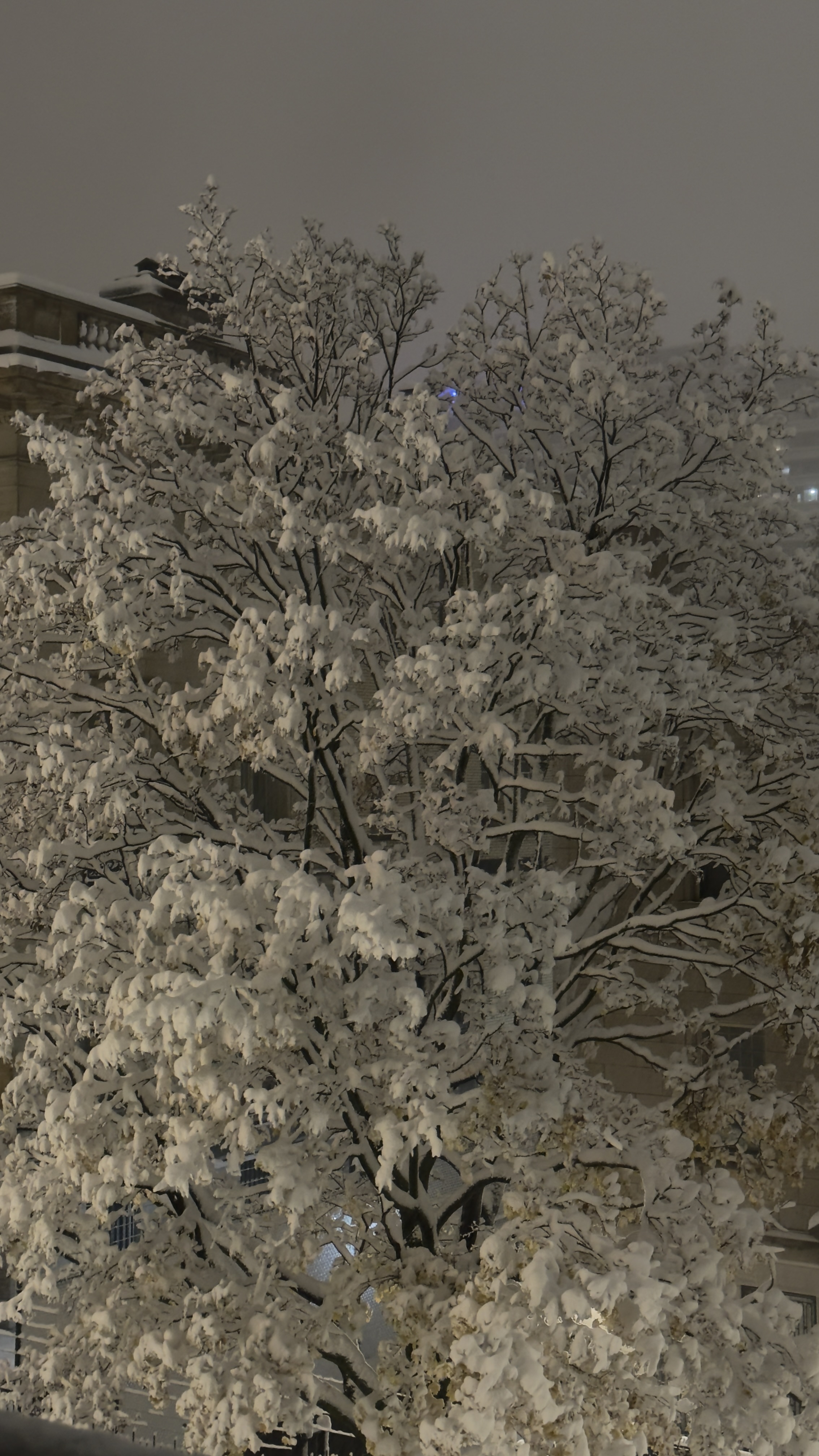 A large tree with every branch heavily covered in fresh snow at night, in front of a stone building with a balustrade, under a hazy grey sky.