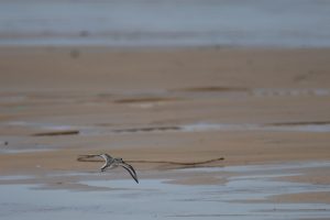 A small shorebird called Sanderling is captured mid-light on a beach.