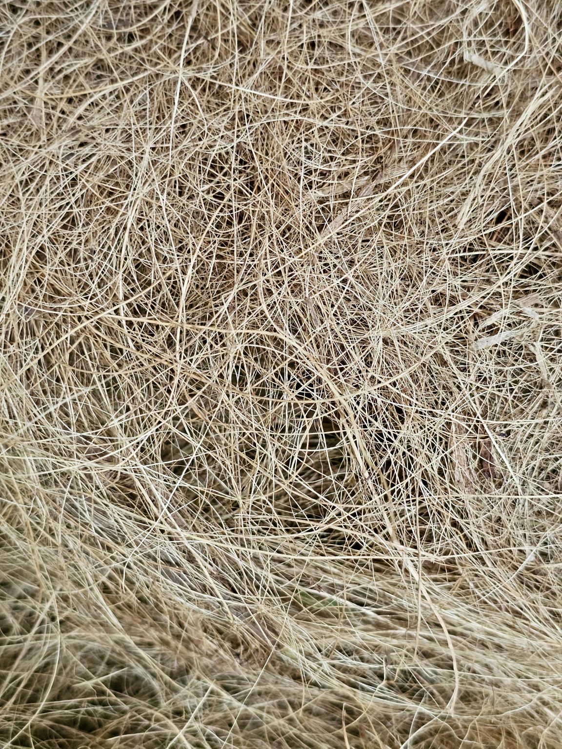 Close-up abstract view of a dense layer of coconut fiber, showing its fine strands, tangled patterns, and natural beige tones. Location: Ayamkudy, Kottayam, Kerala.