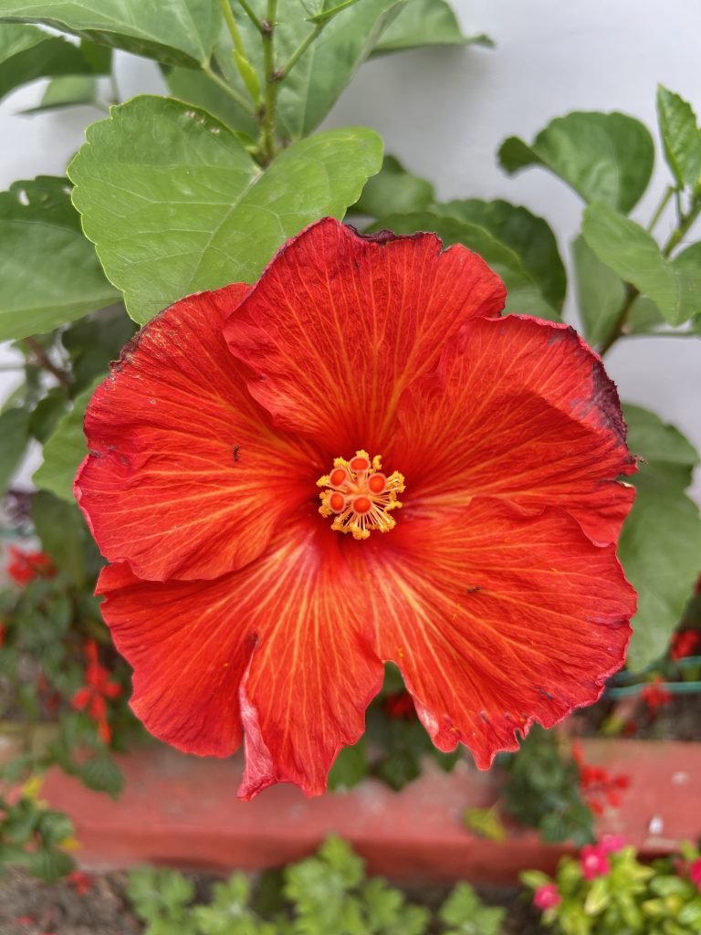 Close-up of a vibrant red hibiscus flower with large petals, a golden-yellow center, and green leaves in the background.