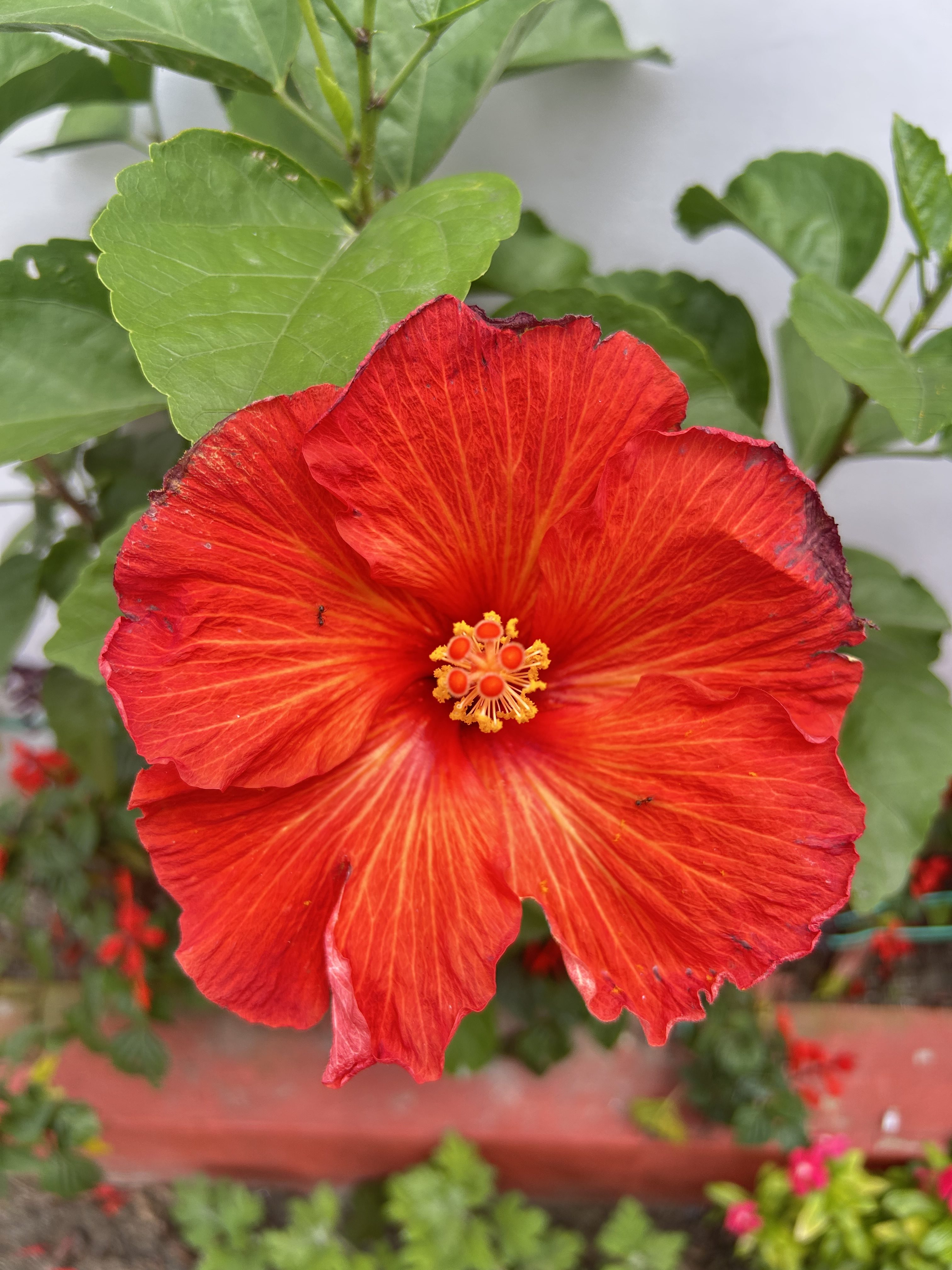Close-up of a vibrant red hibiscus flower with large petals, a golden-yellow center, and green leaves in the background.