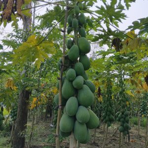 Papaya farm in Bangladesh with clusters of green papayas hanging from tall plants under an overcast sky.