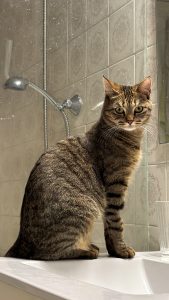 Tabby cat sitting on the edge of a white ceramic sink, looking at the camera, with light green tiled walls in the background.