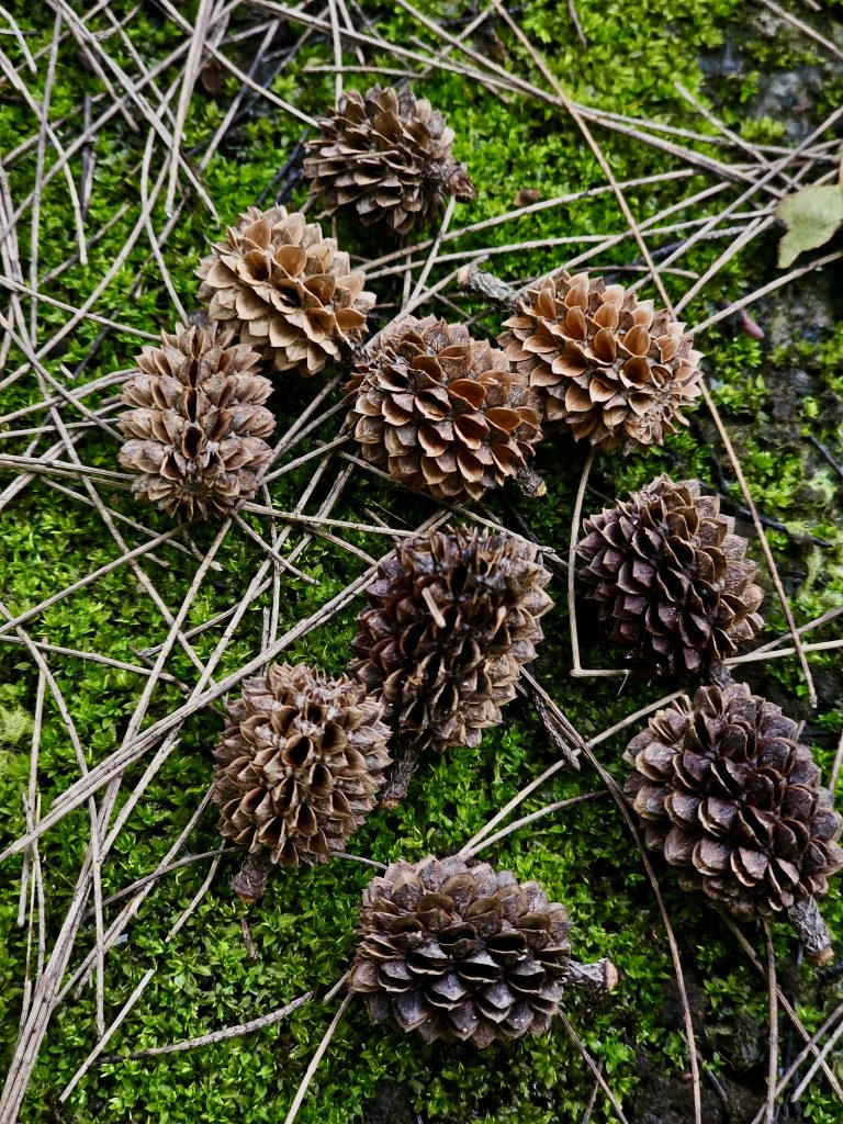 Several dried pine cones rest naturally on a carpet of bright green moss, creating an appealing contrast between brown textures and vibrant vegetation. Location: Ayamkudy, Kottayam, Kerala.
