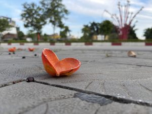 A close-up of a bright red fruit pod and a black seed lying on a tiled pavement, with trees and a red sculpture blurred in the background.
