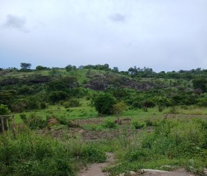 Green grassy hillside with shrubs, small trees, and dark rock outcrops under an overcast sky.
