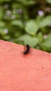 A black and yellow flat backed millipede crawling across the red painted concrete surface near green garden plants.
