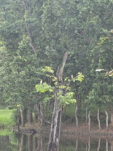 Young leafy sapling growing from an old tree trunk in a calm green marshland.