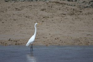 A majestic great egret stands gracefully in shallow, muddy water. The bird’s long black legs are submerged. The background consists of a tan-colored shoreline. The egret’s pristine white feathers contrast sharply with the muted tones of its surroundings, making it the focal point of the image.
