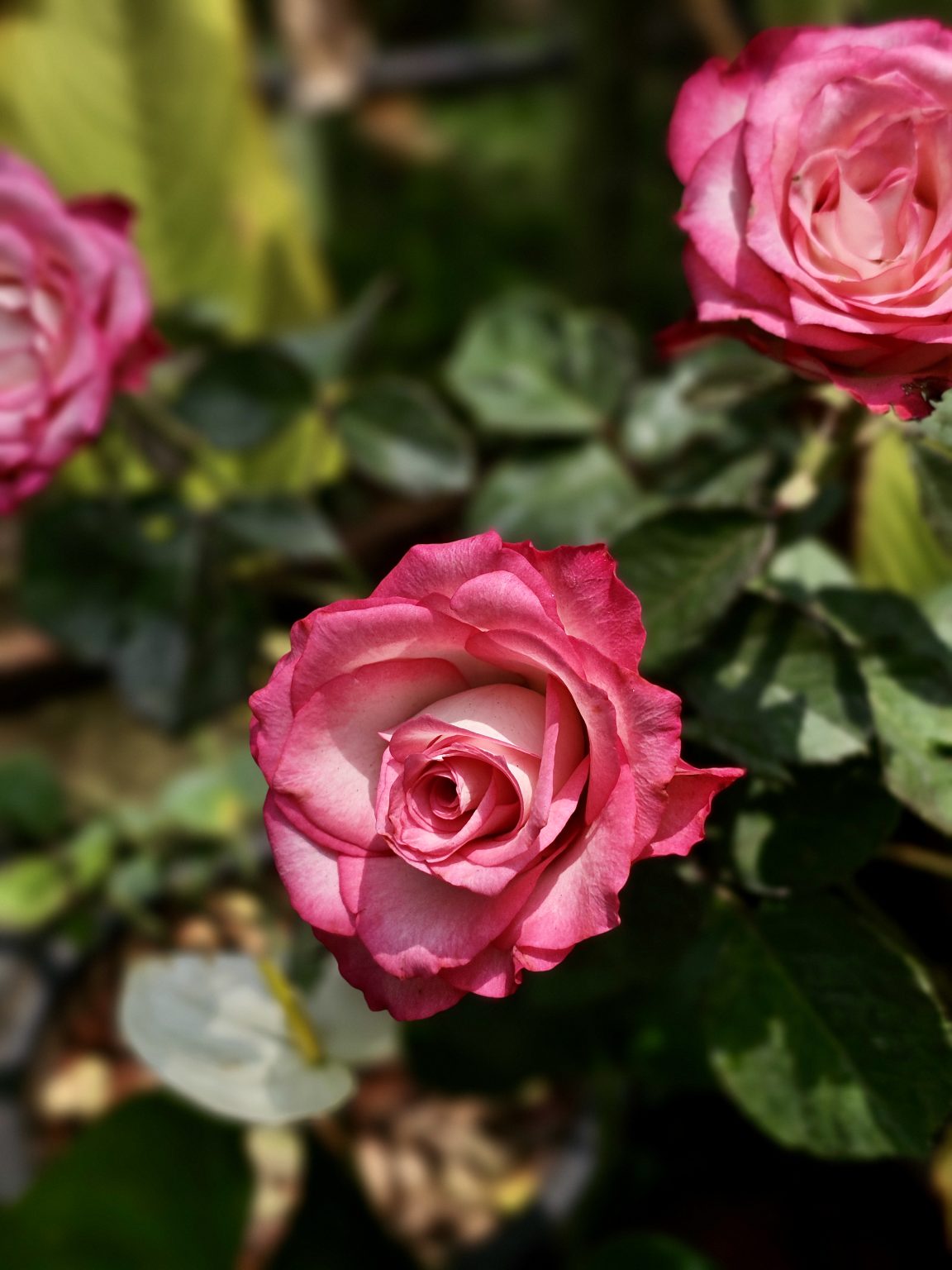 A vibrant pink rose sits amid green foliage, with additional roses softly blurred in the background. The central bloom draws attention while the surrounding flowers add depth to the composition. Location: Ayamkudy, Kottayam, Kerala.