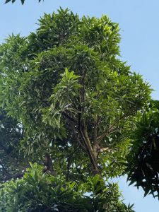 

Lush green Mango tree with dense leaves against a clear blue sky.