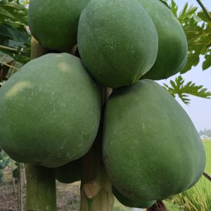 
A close-up view of several large, unripe green papayas hanging from a papaya tree