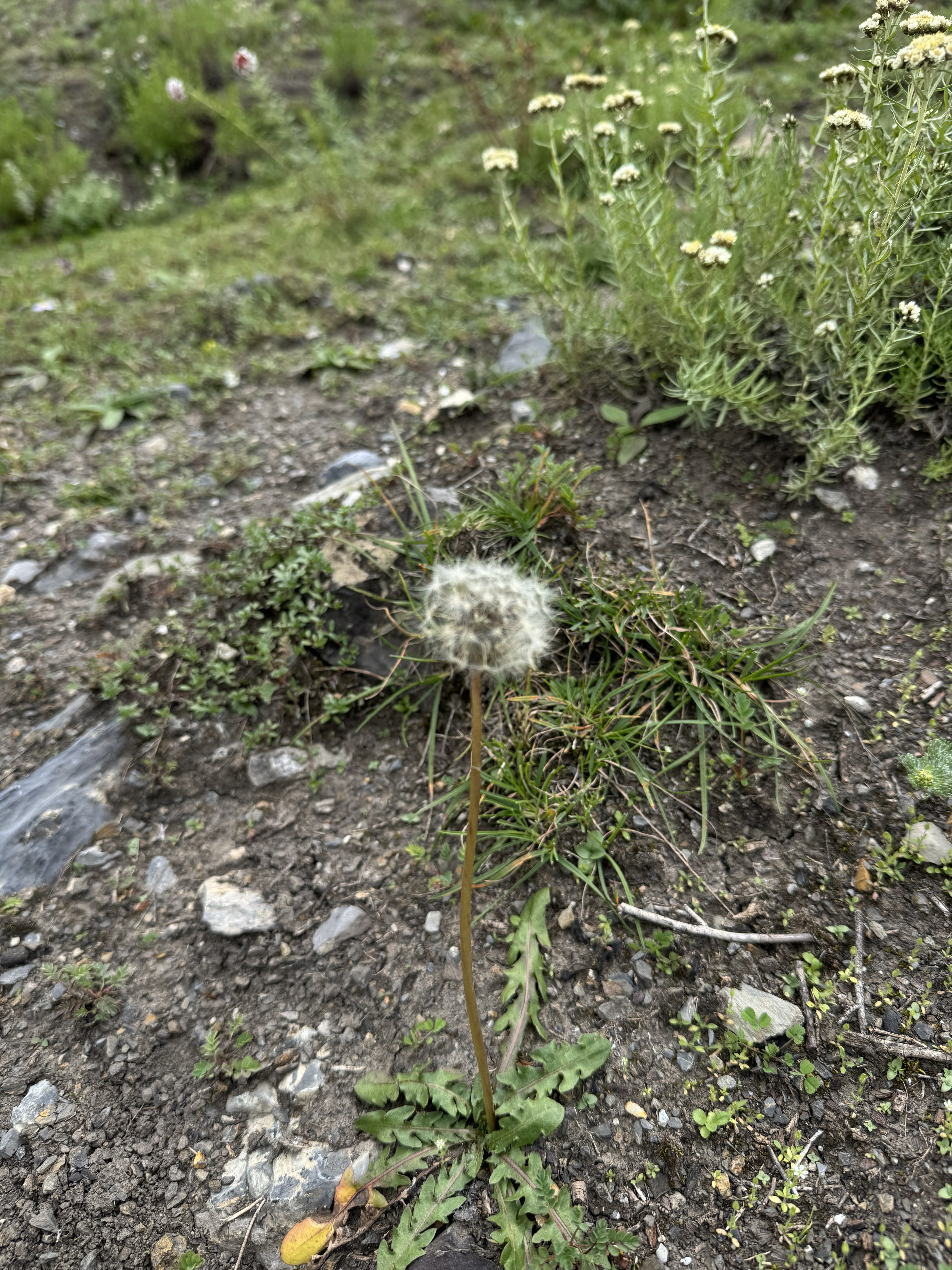 A close-up of a single dandelion seed head standing tall on a thin stem amidst dark, gravelly earth. Low green weeds and tiny white blossoms scatter around its base against a blurred green hillside background.