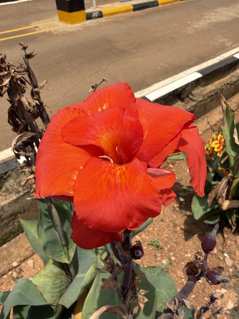 A red petaled flower I found at Mubs Nakawa