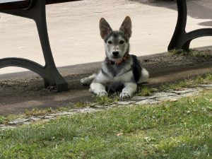 Cachorro de pelaje gris, blanco y negro con orejas puntiagudas y collar naranja, tumbado en el suelo bajo la sombra de un banco de parque metálico. En primer plano se aprecia una franja de césped verde bordeada por adoquines, y el cachorro mira directamente a la cámara.