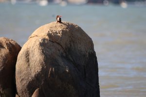 A White-breasted Kingfisher stands on a large rock in the water. The bird is really small in the frame, showcasing more of its habitat.
