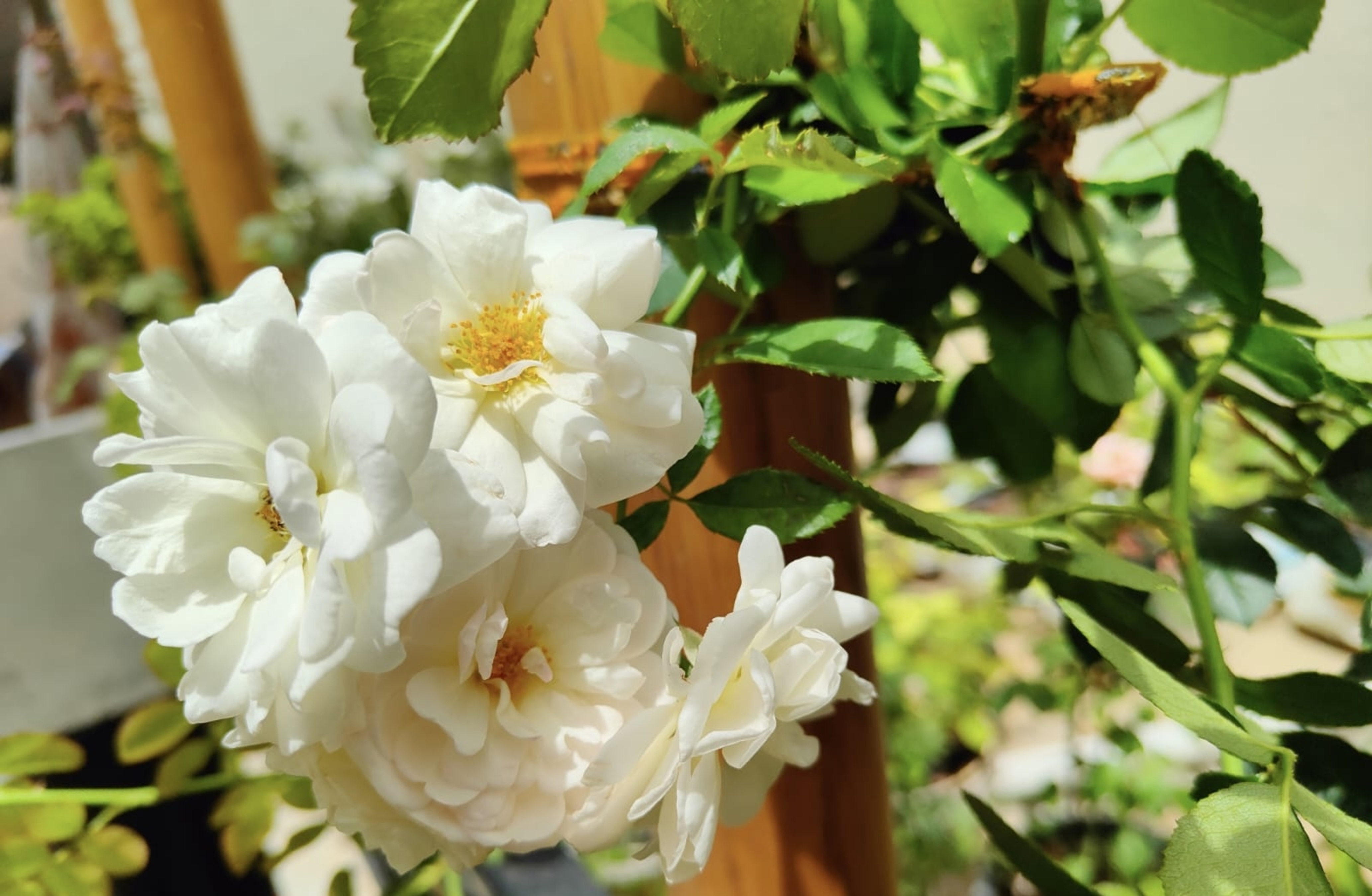Cluster of white iceberg rose