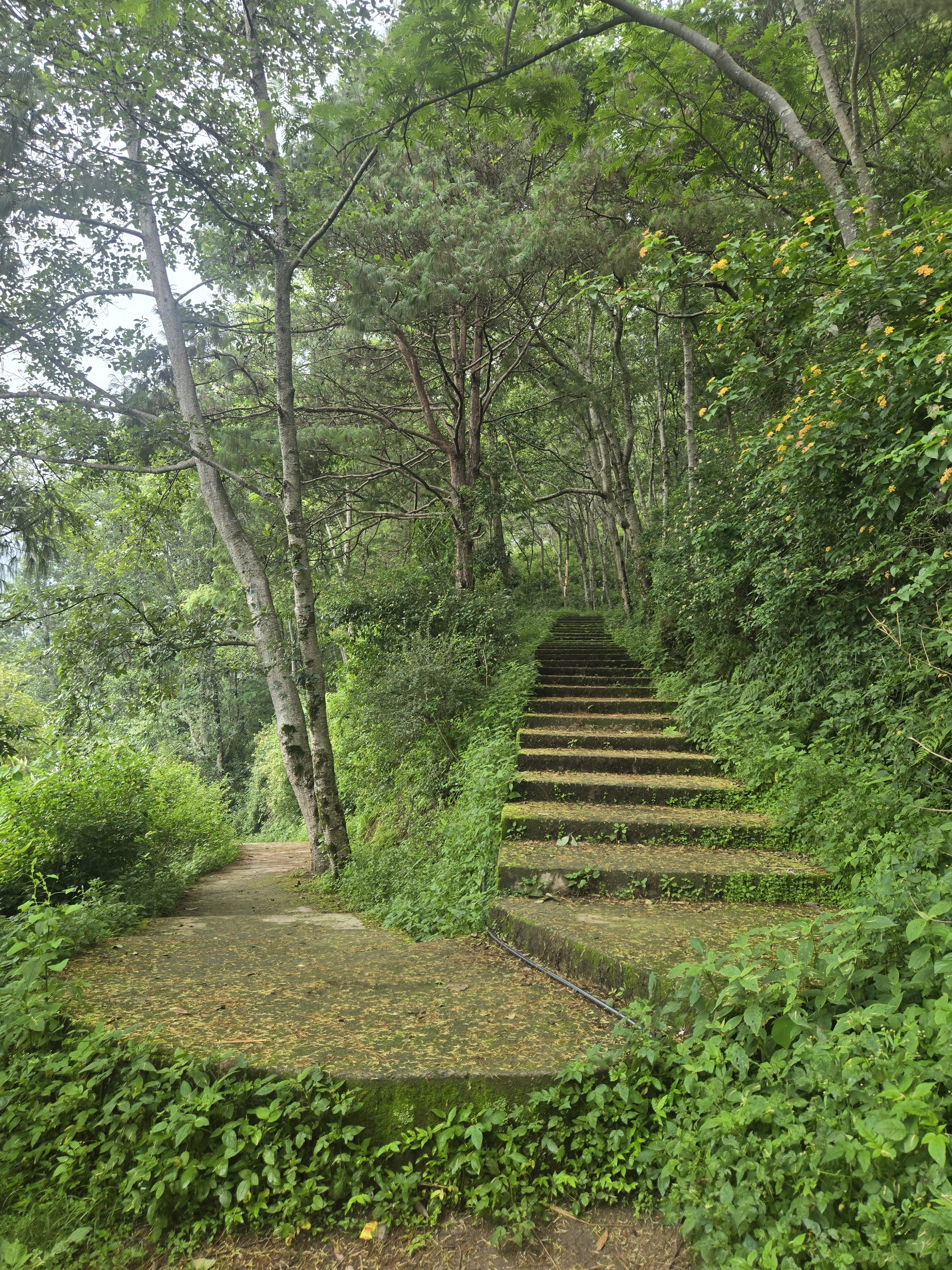 Moss-covered stone staircase winding through a lush green forest.