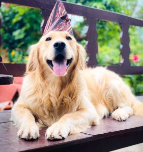 A happy Golden Retriever wearing a colorful party hat, sitting on a wooden bench outdoors with its tongue out. 
