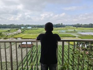 Green Agricultural Fields of Bangladesh