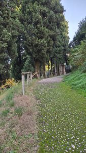 a narrow cobblestone path winding up a lush, green hill. Tall, dense cypress trees line the path, casting deep shadows alongside a rustic, wooden fence.