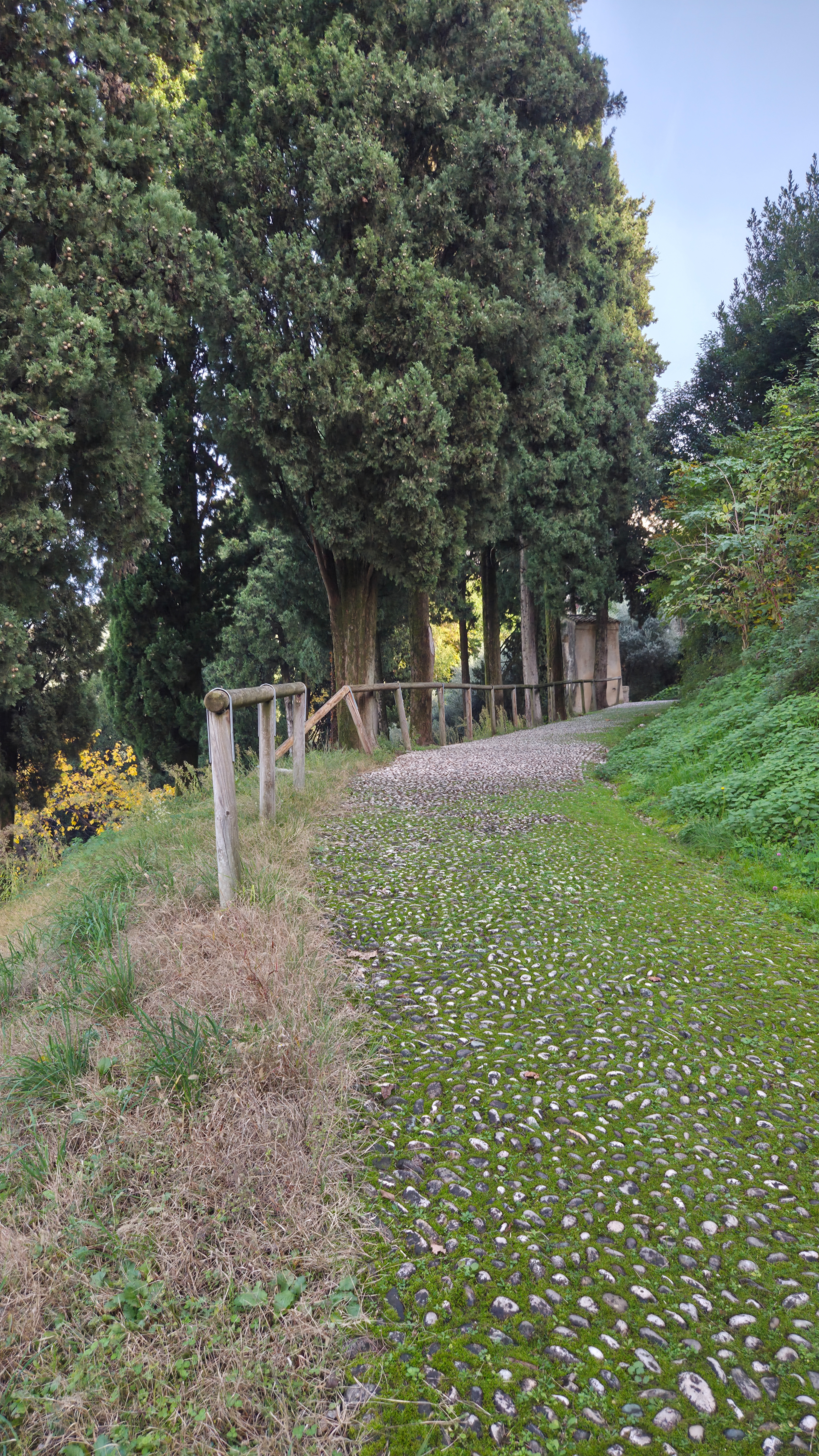 a narrow cobblestone path winding up a lush, green hill. Tall, dense cypress trees line the path, casting deep shadows alongside a rustic, wooden fence.