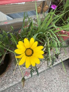 A close-up, top-down view of a bright yellow treasure flower (Gazania) with a dark green central ring in full bloom within a potted plant.