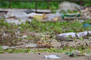 A shorebird called Eurasian Whimbrel stands on a sandy beach littered with plastic debris. Some green vegetation grow on the beach near the bird. They are large, brown shorebird with long, decurved bill, bold head stripes.