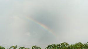 A faint rainbow arc stretching across an overcast sky above a dense field of green tapioca plants, bordered by a line of distant coconut palms in the background.