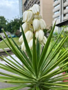 White yucca flowers blooming on a green-leaved plant in an urban garden
