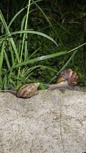 Two snails on a concrete surface with wet grass in the background.