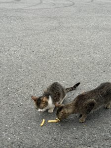 Two tabby cats on the asphalt stretching to eat some french fries on the ground.