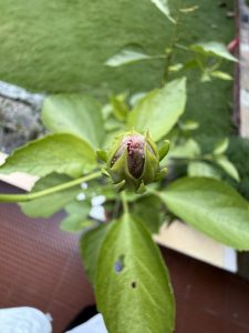 A close-up view of a green plant bud surrounded by vibrant green leaves. 
