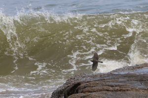 A female Blue Rock Thrush is captured mid-flight against a backdrop of crashing waves at the beach. The bird is taking off from a rock near the shoreline. The water is turbulent with white foam from the breaking waves, creating a sense of movement and wildness.