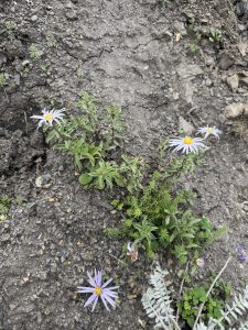 Wild light-purple flowers with yellow centers growing among dry, rocky ground and green foliage.