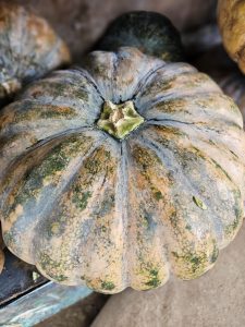 A close-up photograph of a large ribbed pumpkin with mottled green and brown skin. The central stem and radial ridges provide strong natural patterns and texture. Location: Kuttikkattoor, Kozhikode, Kerala.
