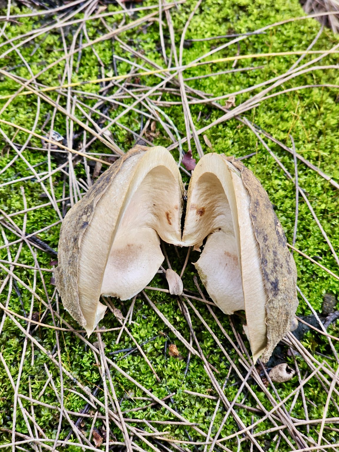 A split-open thick seed pod reveals its pale interior and layered structure against green moss and dried vegetation. The unusual form and close-up perspective make this a visually interesting natural subject. Location: Ayamkudy, Kottayam, Kerala.