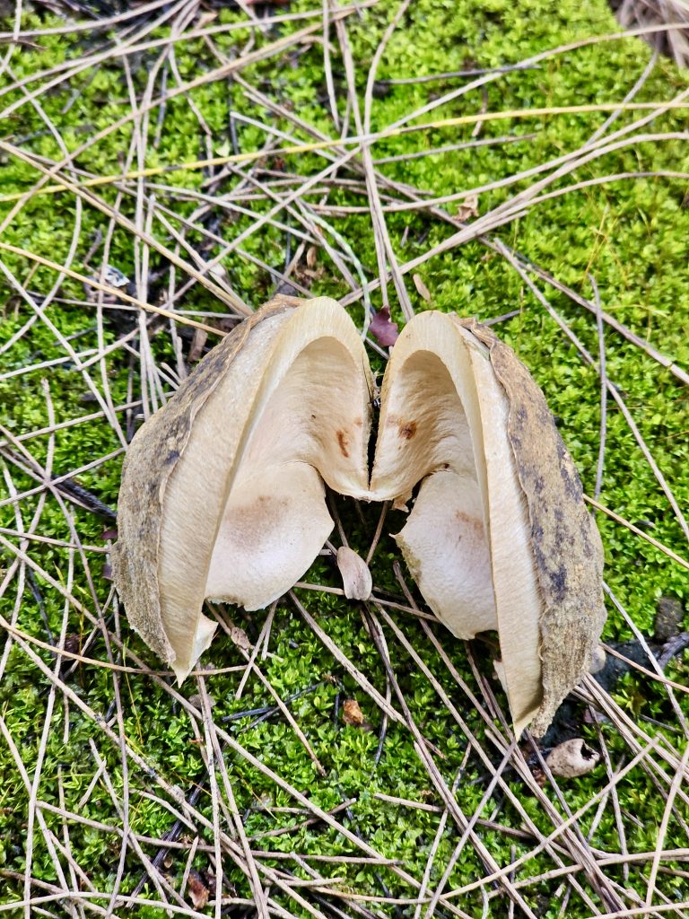 A split-open thick seed pod reveals its pale interior and layered structure against green moss and dried vegetation. The unusual form and close-up perspective make this a visually interesting natural subject. Location: Ayamkudy, Kottayam, Kerala.