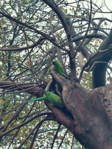 Two green parrots perched on branches of a large tree, surrounded by dense foliage.