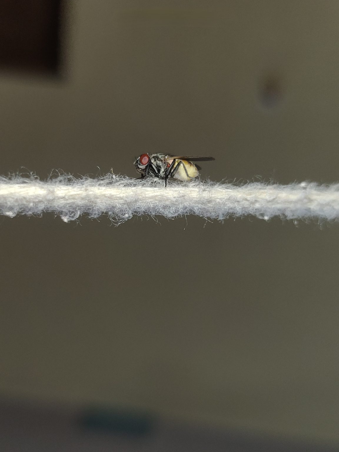Close-up of a small fly with red eyes resting on a thin white surface.