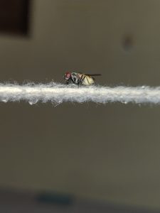 Close-up of a small fly with red eyes resting on a thin white surface.