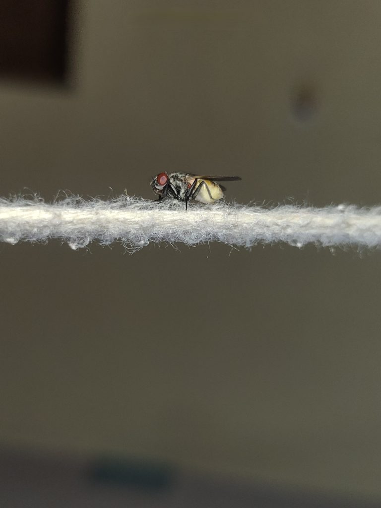 Close-up of a small fly with red eyes resting on a thin white surface.