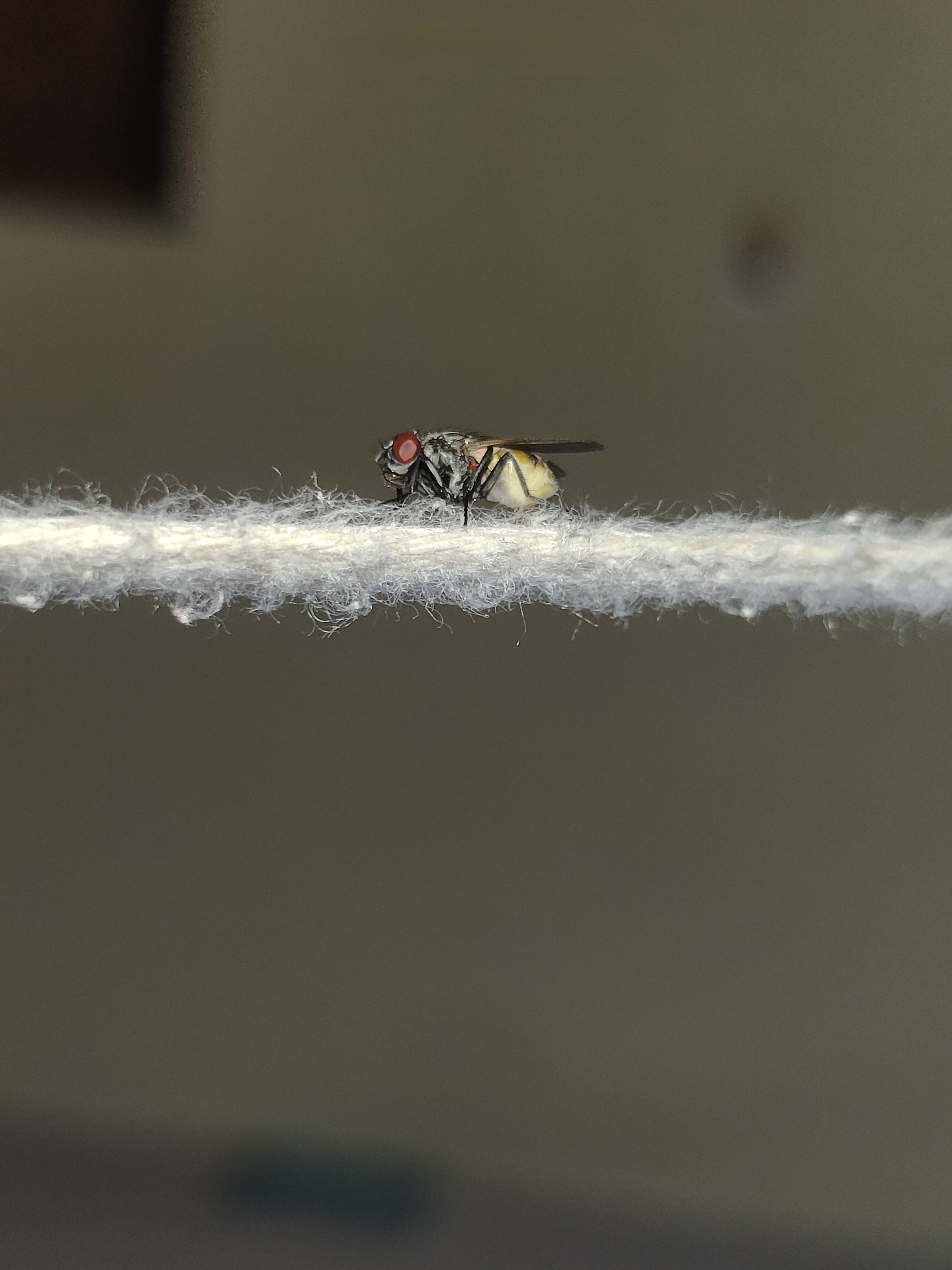 Flies & Flying Insects pest control in Bexley