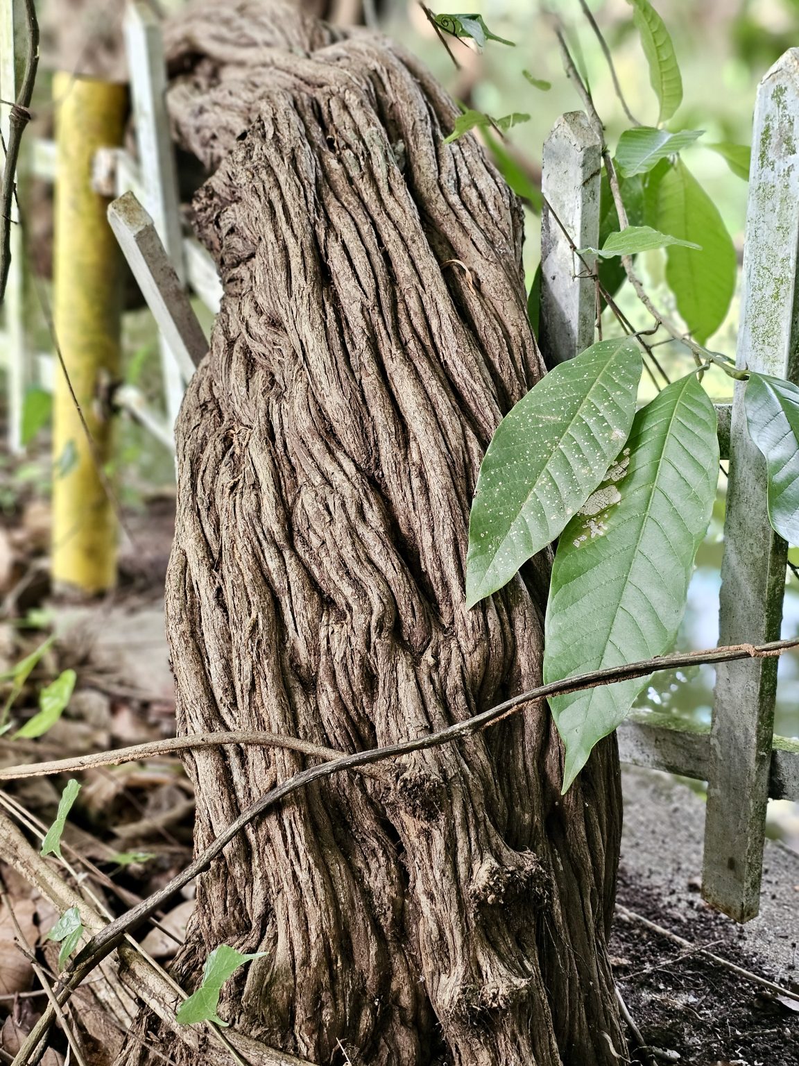 A close view of a heavily textured monkey ladder vine (Bauhinia glabra) trunk covered in twisting, rope-like growth, with fresh green leaves and a rustic fence beside a body of water. Location: Ayamkudy, Kottayam district, Kerala, India.