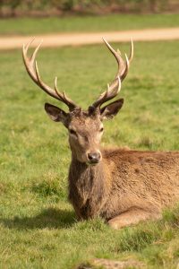 High-angle shot of a male red deer with large antlers resting peacefully on green grass in bright sunlight.
