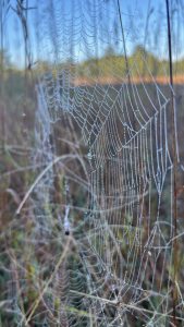 A closeup of a spiderweb built between grass stems, covered in morning dew.