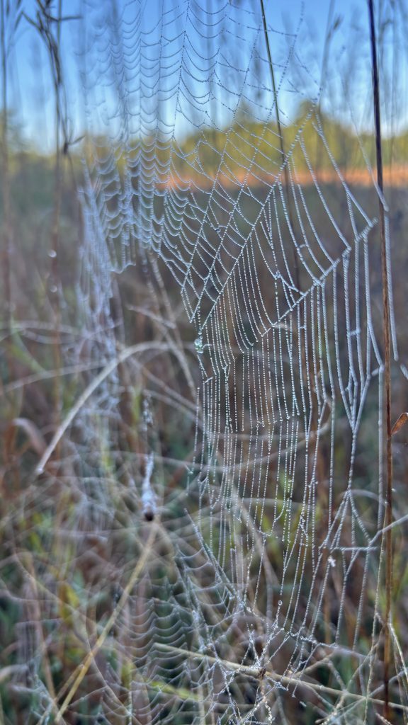 A closeup of a spiderweb built between grass stems, covered in morning dew.